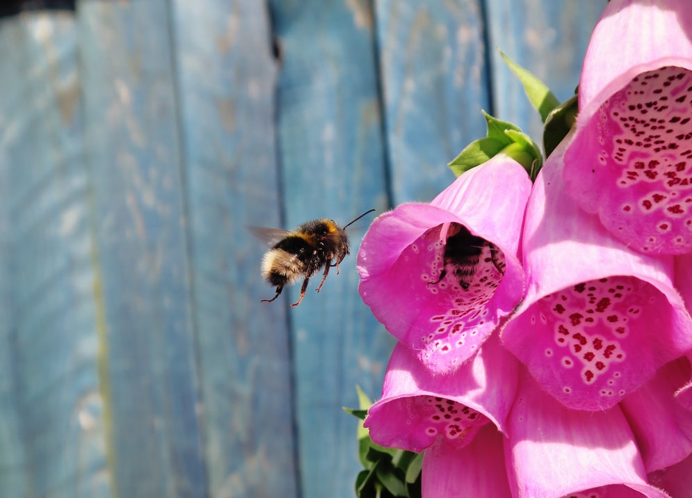[Image: bees-hovering-over-foxgloves.jpg]