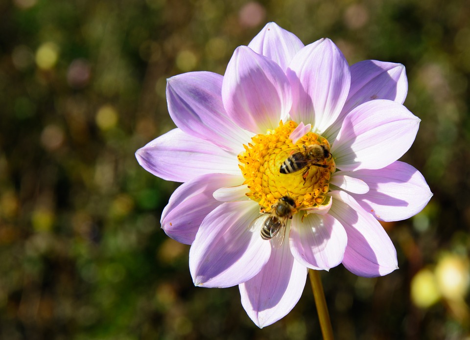 Flowers That Attract Bees To Your Garden Appleyard London