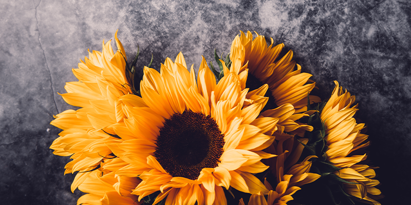 8-facts-you-didn-t-know-about-sunflowers-the-flower-diaries