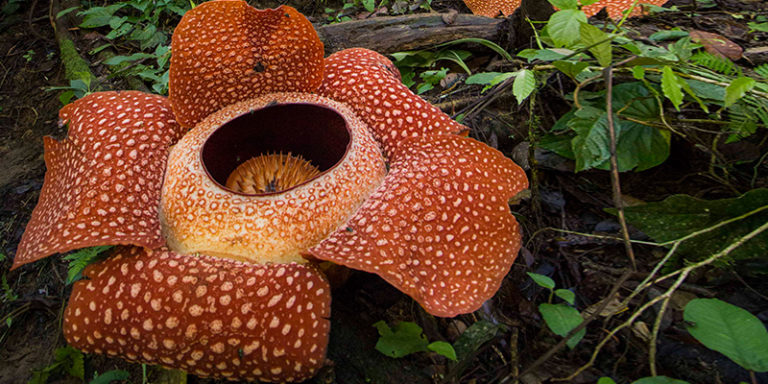 6 Of The World's Most Unusual Flowers | Appleyard Blog