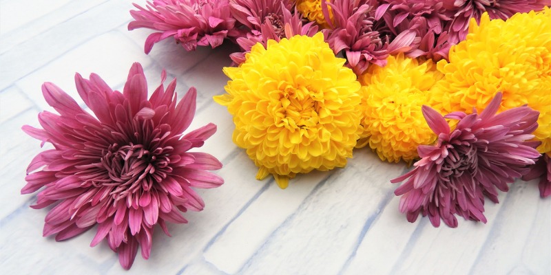 Everything You Need to Know About Chrysanthemums - Appleyard London