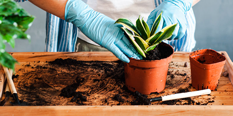 How to Repot a Plant