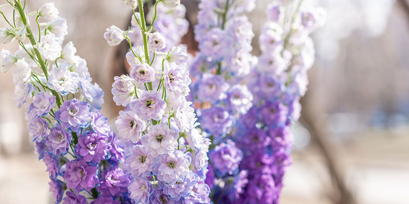 8 Facts You Didn't Know About Delphiniums