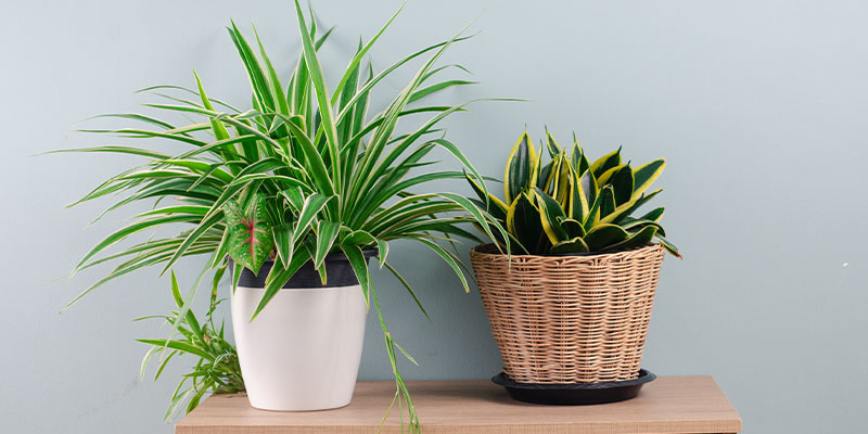 Top 7 Unkillable House Plants