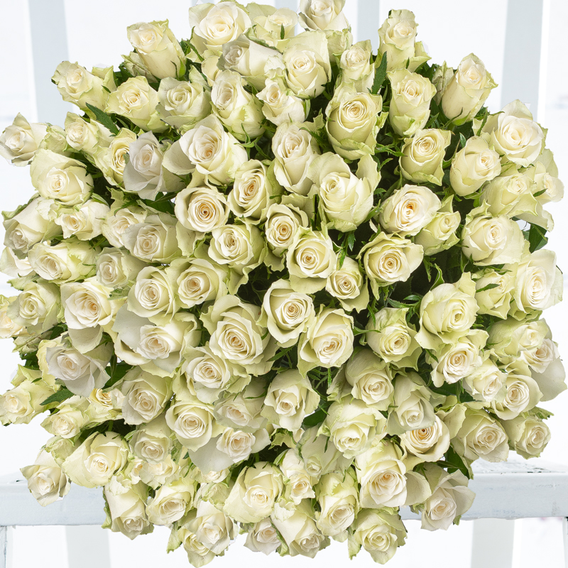 100 White Roses - Flower Bouquet - Next Day Flower Delivery UK - Appleyard London