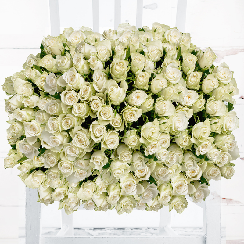 200 White Roses - Flower Bouquet - Next Day Flower Delivery UK - Appleyard London