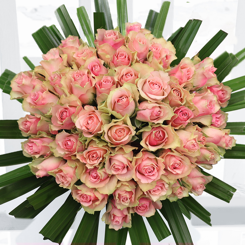 50 Candy Pink Roses - Flower Bouquet - Next Day Flower Delivery UK - Appleyard London