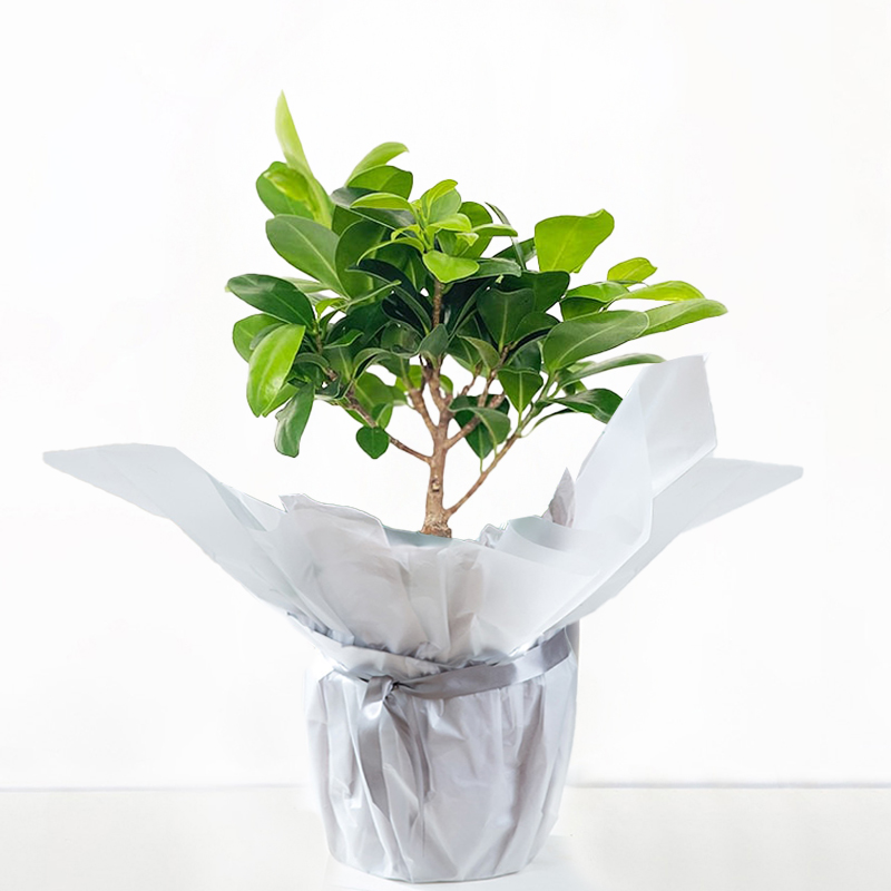 Gift Wrapped Ficus Ginseng Bonsai - Dark Green - Gift Idea - Next Day Plant Delivery UK - Appleyard London