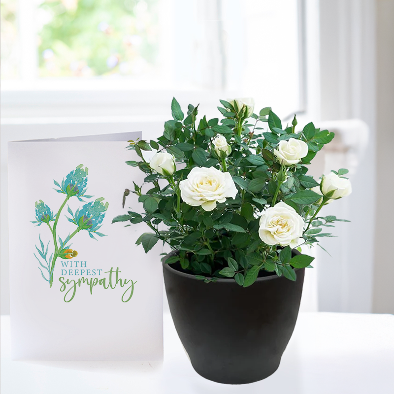 White Rose Plant in Pot & Sympathy Card - Plant Gift Set - Next Day Plant & Gift Delivery UK - Appleyard London