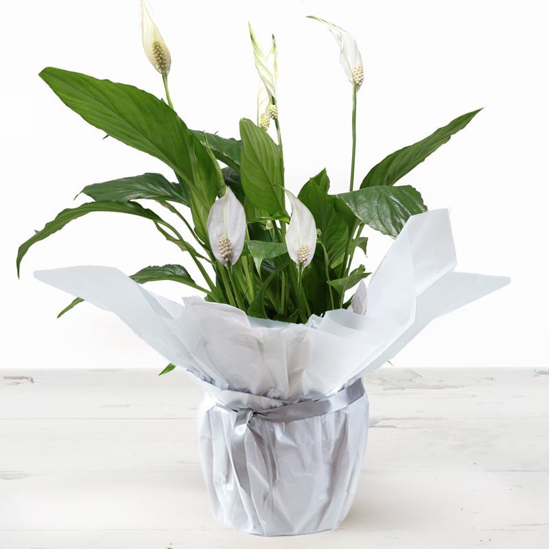 Gift Wrapped Peace Lily Plant 45cm - White - Lilies - Next Day Plant Delivery UK - Appleyard London