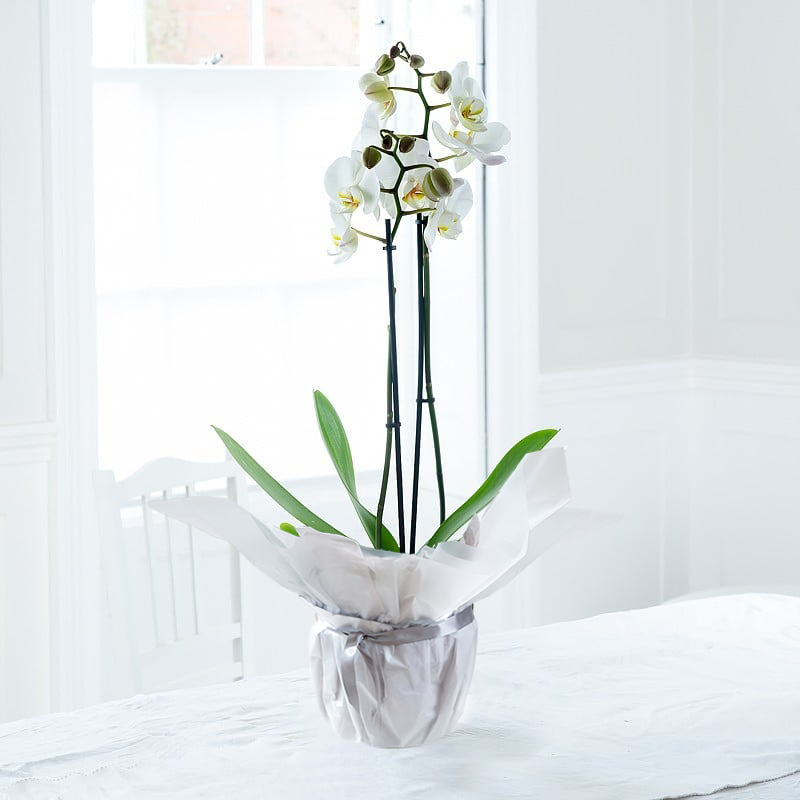 Gift Wrapped Double Stem White Orchid - Orchids - Next Day Plant Delivery UK - Appleyard London