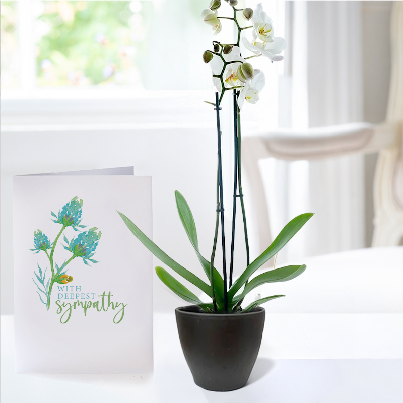 Double Stem White Orchid in Pot & Sympathy Card - Plant Gift Set - Next Day Plant & Gift Delivery UK - Appleyard London