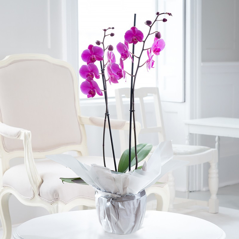 Gift Wrapped Double Stem Pink Orchid - Orchids - Next Day Plant Delivery UK - Appleyard London