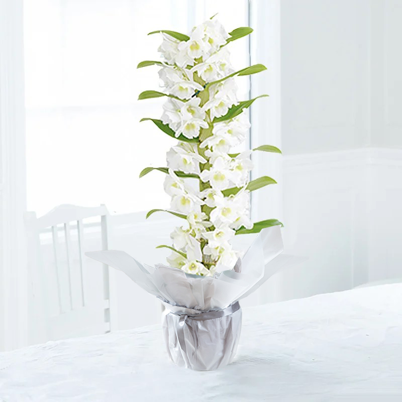 Gift Wrapped White Scented Dendrobium Orchid - Orchids - Next Day Plant Delivery UK - Appleyard London