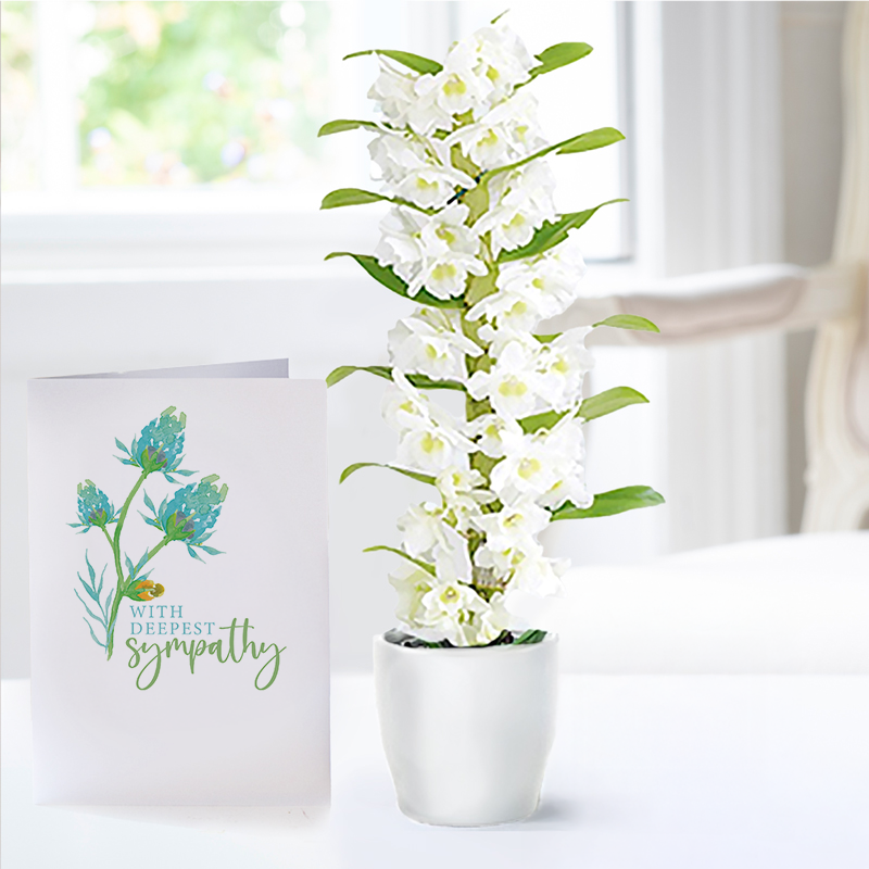 Scented Dendrobium Plant & Sympathy Card - Plant Gift Set - Next Day Plant & Gift Delivery UK - Appleyard London