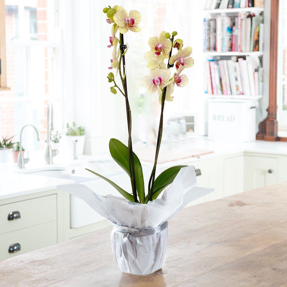 Gift Wrapped Florida Sunset Orchid - Orange - Orchids - Next Day Plant Delivery UK - Appleyard London