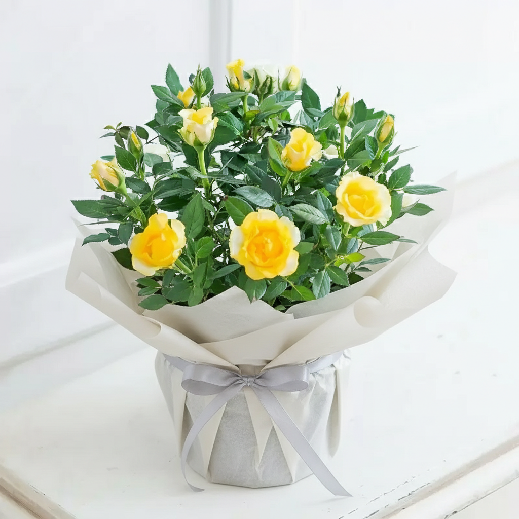 Gift Wrapped Yellow Rose Plant - Roses - Next Day Plant Delivery UK - Appleyard London
