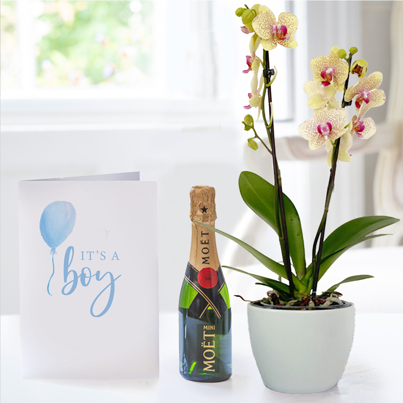 Florida Sunset Orchid In Pot, Mini Moet & Baby Boy Card - Orchids - Next Day Plant & Gift Delivery UK - Appleyard London