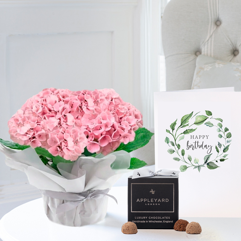 Gift Wrapped Pink Hydrangea Plant, 12 Truffles & Birthday Card - Hydrangea & Hydrangeas - Next Day Plant & Gift Delivery UK - Appleyard London