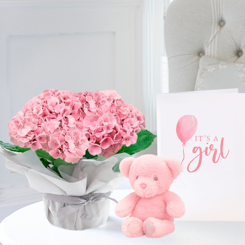 Gift Wrapped Pink Hydrangea Plant, Pink Bunny & Baby Girl Card - Hydrangea & Hydrangeas - Next Day Plant & Gift Delivery UK - Appleyard London