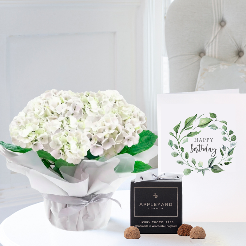 Gift Wrapped White Hydrangea Plant, 12 Truffles & Birthday Card - Hydrangea & Hydrangeas - Next Day Plant & Gift Delivery UK - Appleyard London