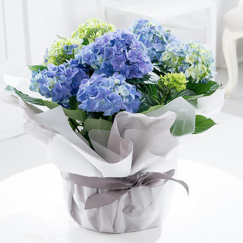 Gift Wrapped Blue Hydrangea Plant - Gift Idea - Next Day Plant Delivery UK - Appleyard London