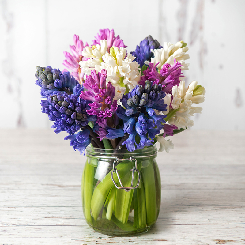 Fragrant Hyacinths - Blue - Hyacinth & Hyacinths - Flower Bouquet - Next Day Flower Delivery UK - Appleyard London