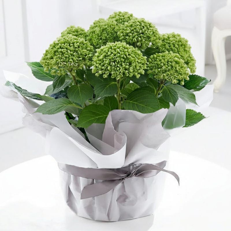 Gift Wrapped White Hydrangea Plant - Gift Idea - Next Day Plant Delivery UK - Appleyard London