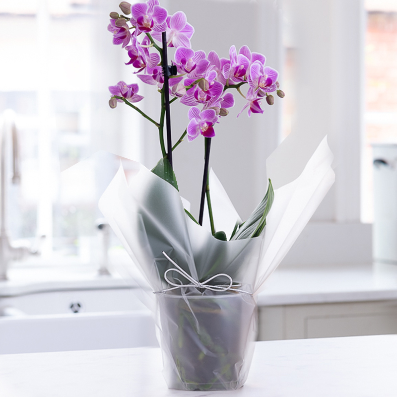 Gift Wrapped Mini Pink Orchid - Orchids - Next Day Plant Delivery UK - Appleyard London
