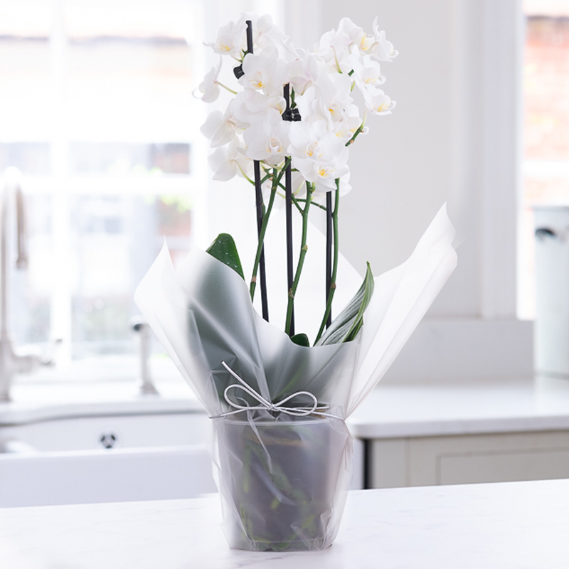 Gift Wrapped Mini White Orchid - Orchids - Next Day Plant Delivery UK - Appleyard London