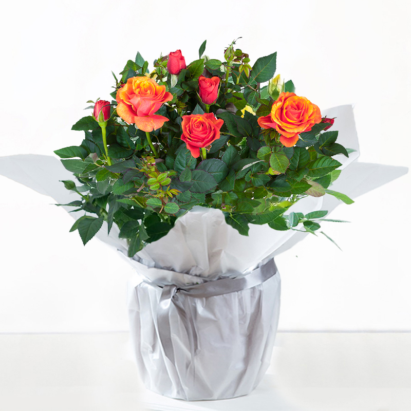 Orange Rose Plant - Roses - Next Day Plant Delivery UK - Appleyard London