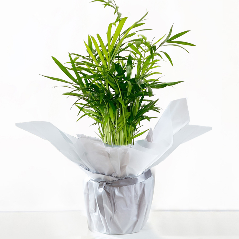 Gift Wrapped Parlour Palm - Gift Idea - Next Day Plant Delivery UK - Appleyard London