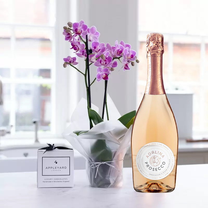 Mini Pink Orchid, Prosecco Rosé & 6 Mixed Truffles - Orchids - Next Day Plant & Gift Delivery UK - Appleyard London