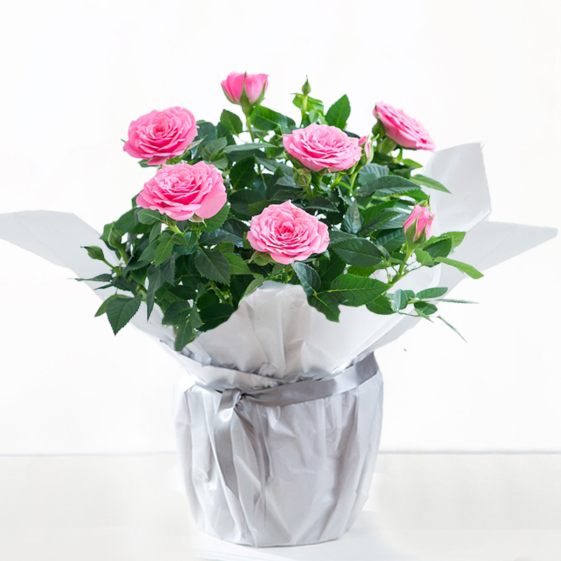 Gift Wrapped Pink Rose Plant - Roses - Next Day Plant Delivery UK - Appleyard London
