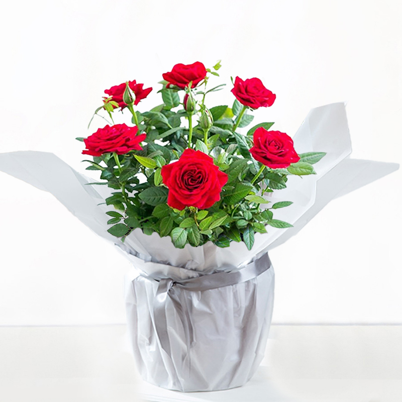 Gift Wrapped Red Rose Plant - Roses - Next Day Plant Delivery UK - Appleyard London