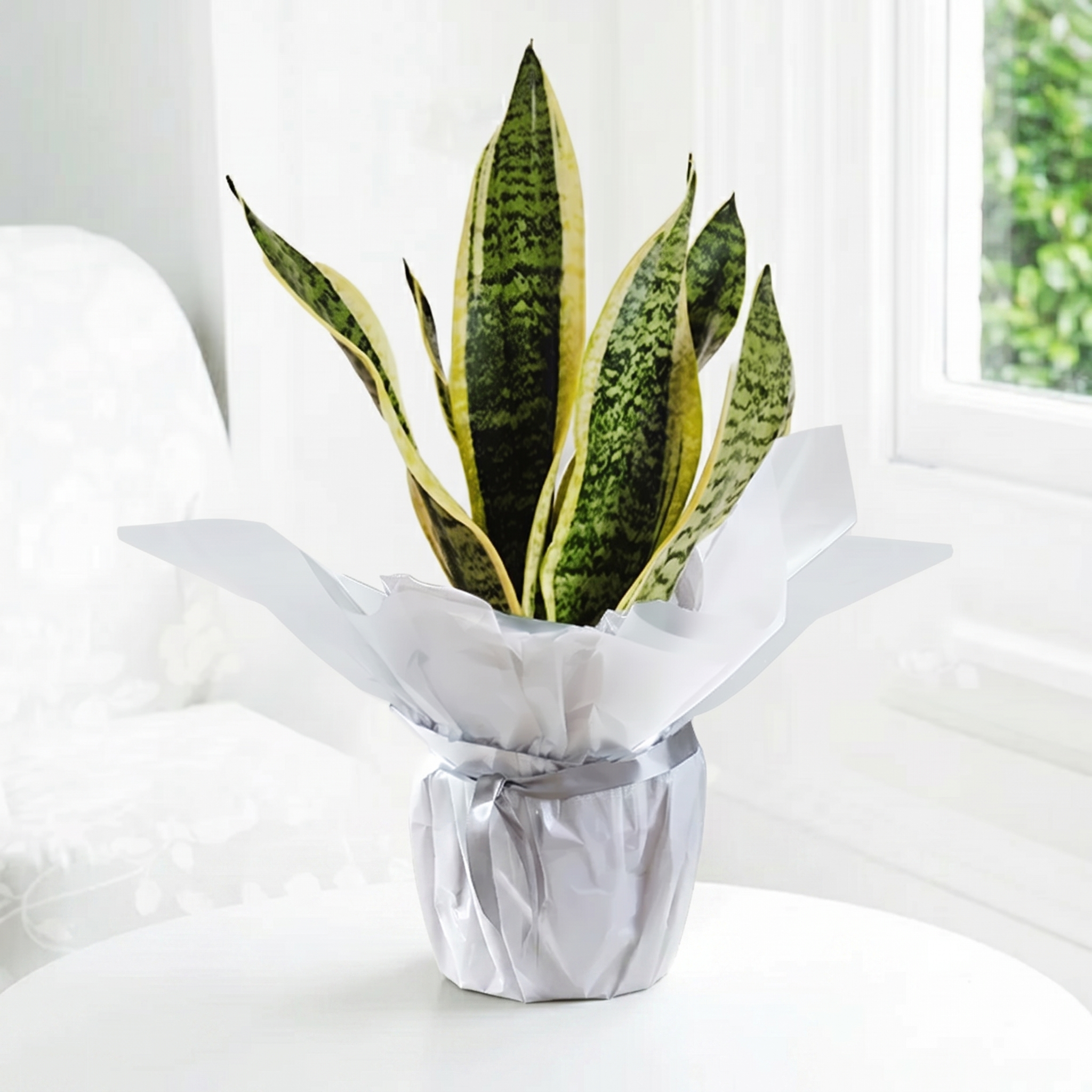 Gift Wrapped Snake Plant - Gift Idea - Next Day Plant Delivery UK - Appleyard London