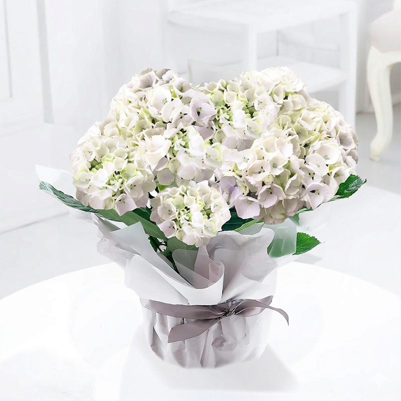 Gift Wrapped White Hydrangea Plant - Gift Idea - Next Day Plant Delivery UK - Appleyard London