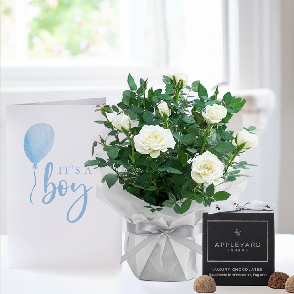 White Rose Plant in Pot, 12 Truffles & Baby Boy Card - Roses - Next Day Plant & Gift Delivery UK - Appleyard London