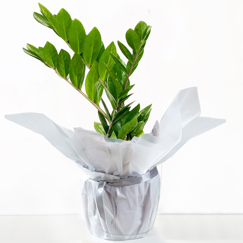Gift Wrapped ZZ Plant - Gift Idea - Next Day Plant Delivery UK - Appleyard London