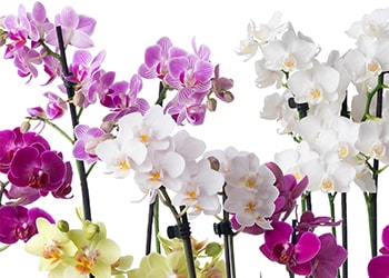 Orchid Subscription